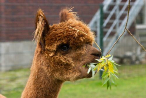 Meet en Greet met Alpaca’s