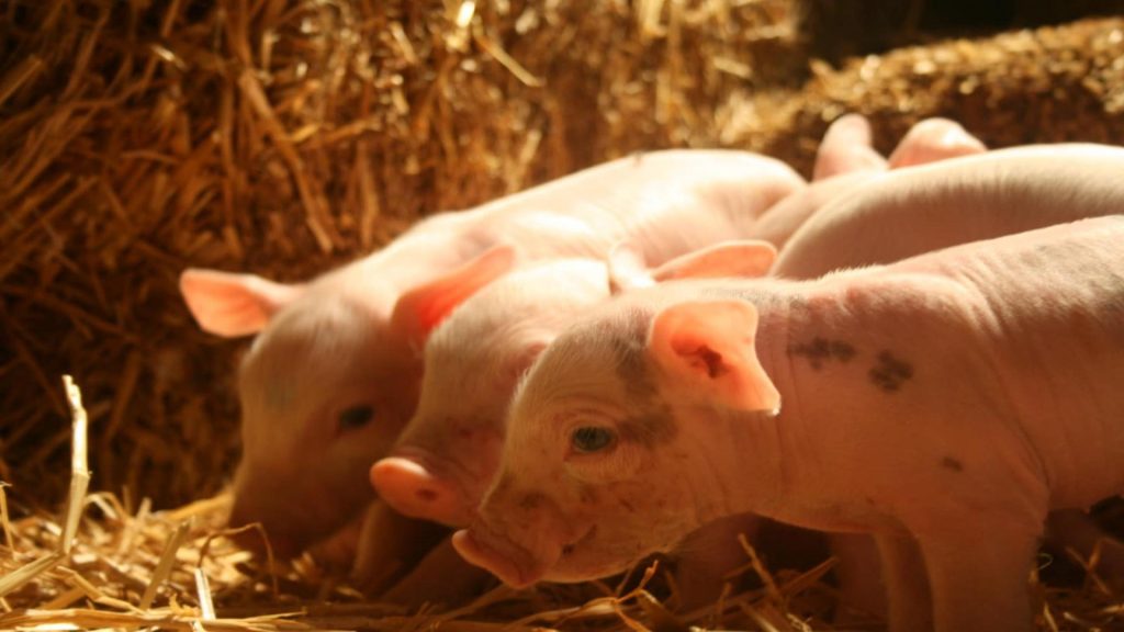 Beschermd: Biggetjes knuffelen