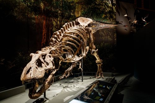 Naturalis museum